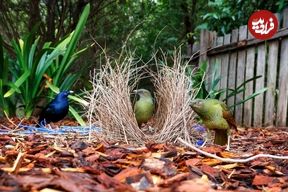 11 پرنده که لانه‌هایشان شاهکارهای معماری است