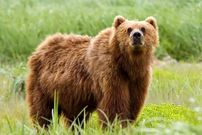 گم شدن یک توله خرس قهوه‌ای پارک پردیسان؛ عملیات جستجو و درخواست کمک از مردم