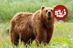 گم شدن یک توله خرس قهوه‌ای پارک پردیسان؛ عملیات جستجو و درخواست کمک از مردم
