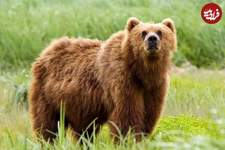گم شدن یک توله خرس قهوه‌ای پارک پردیسان؛ عملیات جستجو و درخواست کمک از مردم