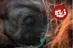 ببینید| وضع وخیم اورانگوتان نجات یافته از آتش‌سوزی