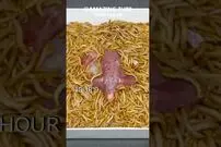 (ویدئو) بلایی که 5 هزار کرم می توانند در 42 ساعت بر سر یک بلدرچین بیاورند!