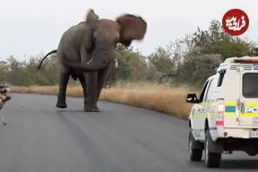 ببینید| وقتی فیل به سگ های وحشی و پلیس نشان می دهد که رئیس کیست!