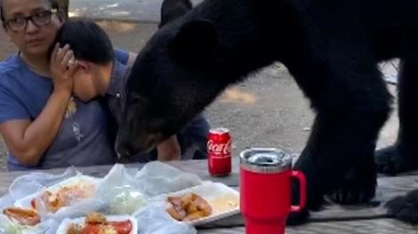 ( ویدیو) خرس سیاه مهمان ناخوانده یک پیک نیک در مکزیک شد و غذاها را خورد 