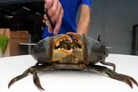 ببینید| غذای خیابانی در سنگاپور؛ پخت خرچنگ گِلی با سس مخصوص در محله گیلانگ