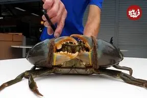 ببینید| غذای خیابانی در سنگاپور؛ پخت خرچنگ گِلی با سس مخصوص در محله گیلانگ