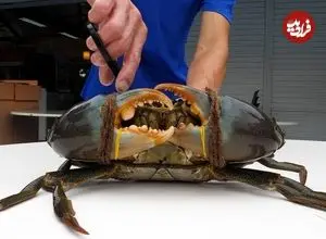 ببینید| غذای خیابانی در سنگاپور؛ پخت خرچنگ گِلی با سس مخصوص در محله گیلانگ