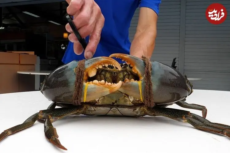 ببینید| غذای خیابانی در سنگاپور؛ پخت خرچنگ گِلی با سس مخصوص در محله گیلانگ