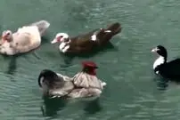 (ویدئو) تصاویر عجیب از خروسی که فکر می‌کند مرغابی است!