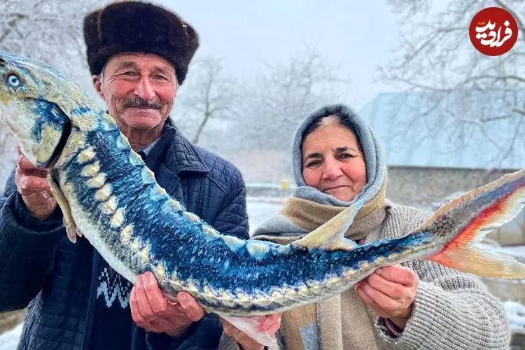 ببینید| غذای روستایی در آذربایجان؛ کباب کردن ماهی خاویاری در هوای برفی
