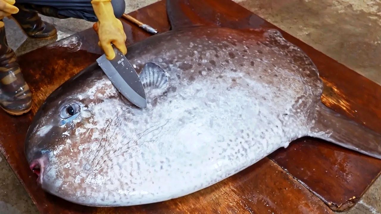 (ویدئو) برش زدن خوشید ماهی غول پیکر 178 کیلوگرمی توسط یک استاد چینی