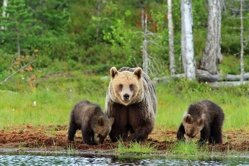 گردش خرس مادر و توله‌ها در علفزار