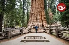 بزرگترین درخت جهان که 200 سال قبل از تاسیس امپراتوری روم از زمین رویید
