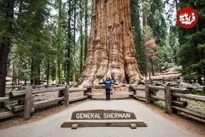 بزرگترین درخت جهان که 200 سال قبل از تاسیس امپراتوری روم از زمین رویید