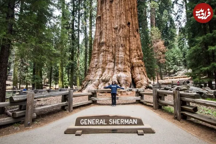بزرگترین درخت جهان که 200 سال قبل از تاسیس امپراتوری روم از زمین رویید