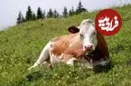 ببینید| ورود بی‌موقع گاو به یک آرایشگاه مردانه در استانبول