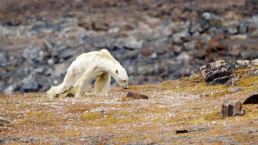 پرسه خرس قطبی در جنگل‌های مازندران واقعیت دارد؟