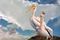 ببینید| قدم زدن دو پلیکان بر بستر خشک دریاچه ارومیه