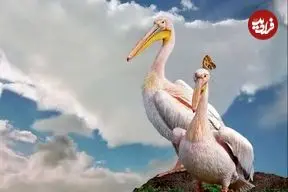 ببینید| قدم زدن دو پلیکان بر بستر خشک دریاچه ارومیه