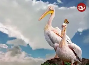 ببینید| قدم زدن دو پلیکان بر بستر خشک دریاچه ارومیه