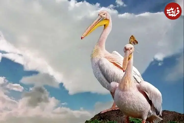 ببینید| قدم زدن دو پلیکان بر بستر خشک دریاچه ارومیه