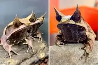 ببینید| قورباغه شاخدار؛ قورباغه عجیبی شبیه موجودات افسانه ای