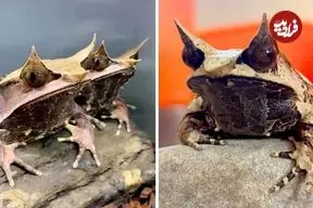 ببینید| قورباغه شاخدار؛ قورباغه عجیبی شبیه موجودات افسانه ای