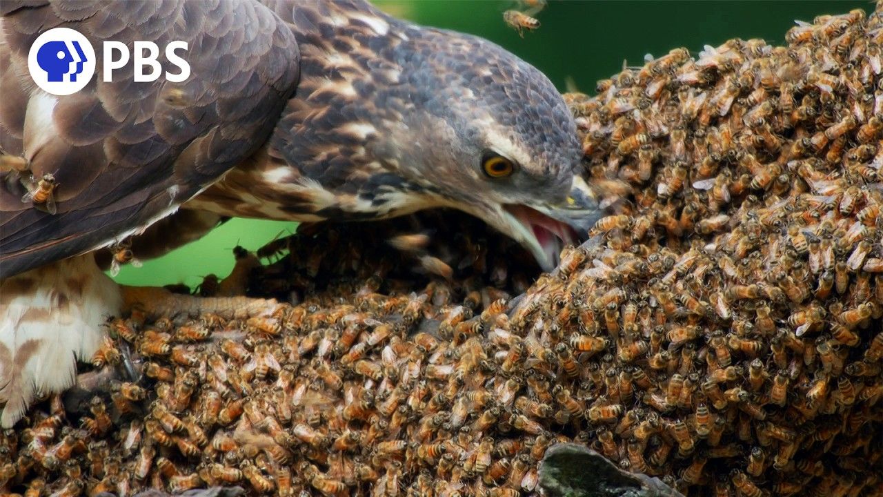 (ویدئو) حمله نادر و برق آسای 2 باز به کندوی زنبورها برای شکار لارو و عسل!