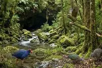 کشف فسیل‌های یک میلیون سالۀ پرندگان منقرض‌شده در یک غار