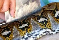 ببینید| غذای خیابانی در اندونزی؛ برش مار پیتون بزرگ و تهیه غذا با آن در جاکارتا