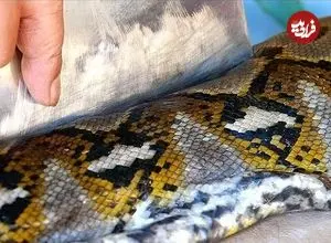 ببینید| غذای خیابانی در اندونزی؛ برش مار پیتون بزرگ و تهیه غذا با آن در جاکارتا