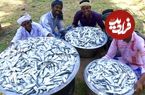 ببینید؛ غذای روستایی در هند؛ تهیه خورشت کاری با تعداد زیادی ماهی