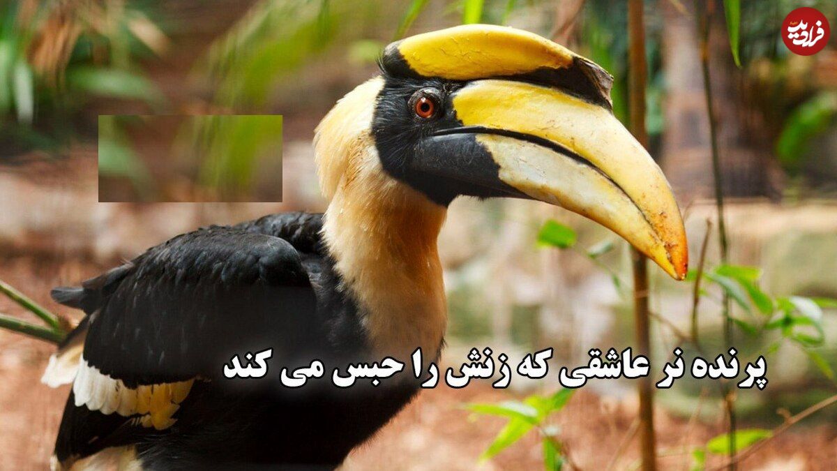 ببینید؛ فداکاری عجیب پرنده نوکشاخ ماده ؛ یک سال در اسارت پرنده نر برای فرزندان آینده