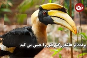 ببینید؛ فداکاری عجیب پرنده نوک‌شاخ ماده ؛ یک سال در اسارت پرنده نر برای فرزندان آینده