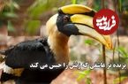 ببینید؛ فداکاری عجیب پرنده نوک‌شاخ ماده ؛ یک سال در اسارت پرنده نر برای فرزندان آینده