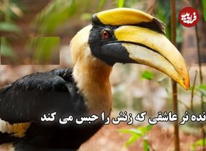 ببینید؛ فداکاری عجیب پرنده نوک‌شاخ ماده ؛ یک سال در اسارت پرنده نر برای فرزندان آینده