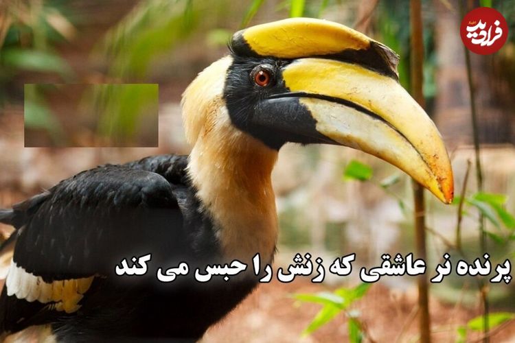 ببینید؛ فداکاری عجیب پرنده نوک‌شاخ ماده ؛ یک سال در اسارت پرنده نر برای فرزندان آینده