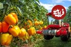 ببینید؛ مراحل تماشایی کاشت، برداشت و فرآوری هزاران تن فلفل دلمه ای رنگی در هند