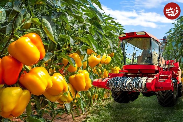 ببینید؛ مراحل تماشایی کاشت، برداشت و فرآوری هزاران تن فلفل دلمه ای رنگی در هند