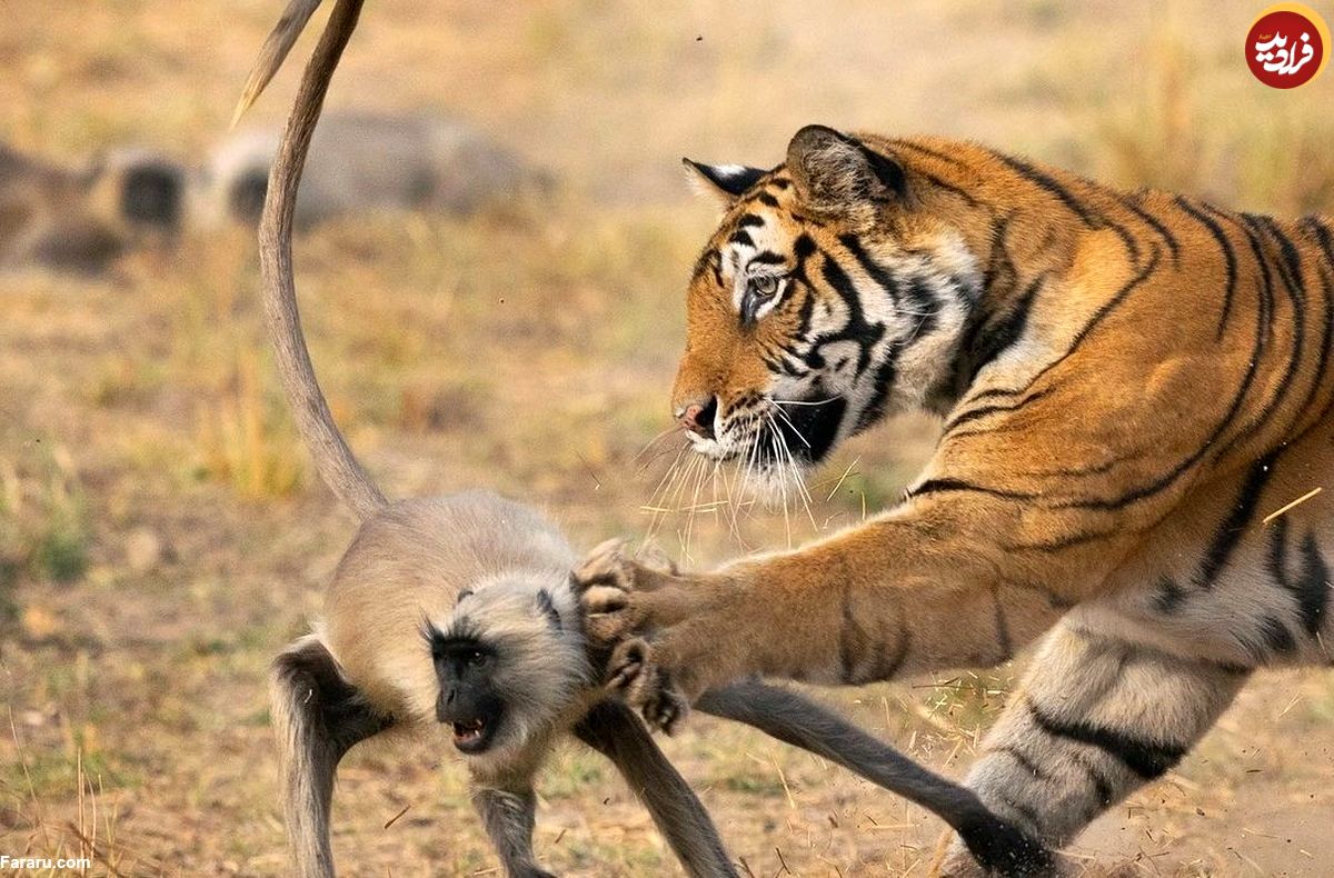 عکس روز حیات وحش؛ ضربه پنجه ببر غول‌پیکر به لنگور