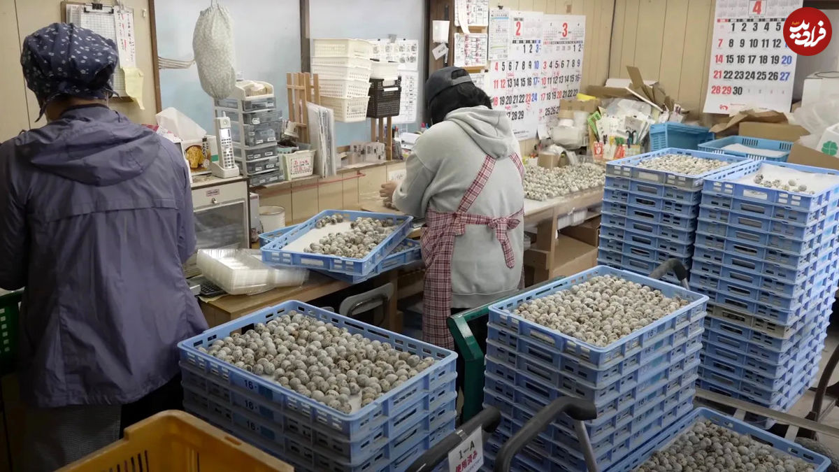 (ویدئو) چگونه یک مزرعه ژاپنی روزانه 70 هزار تخم بلدرچین تولید و برداشت می کند؟