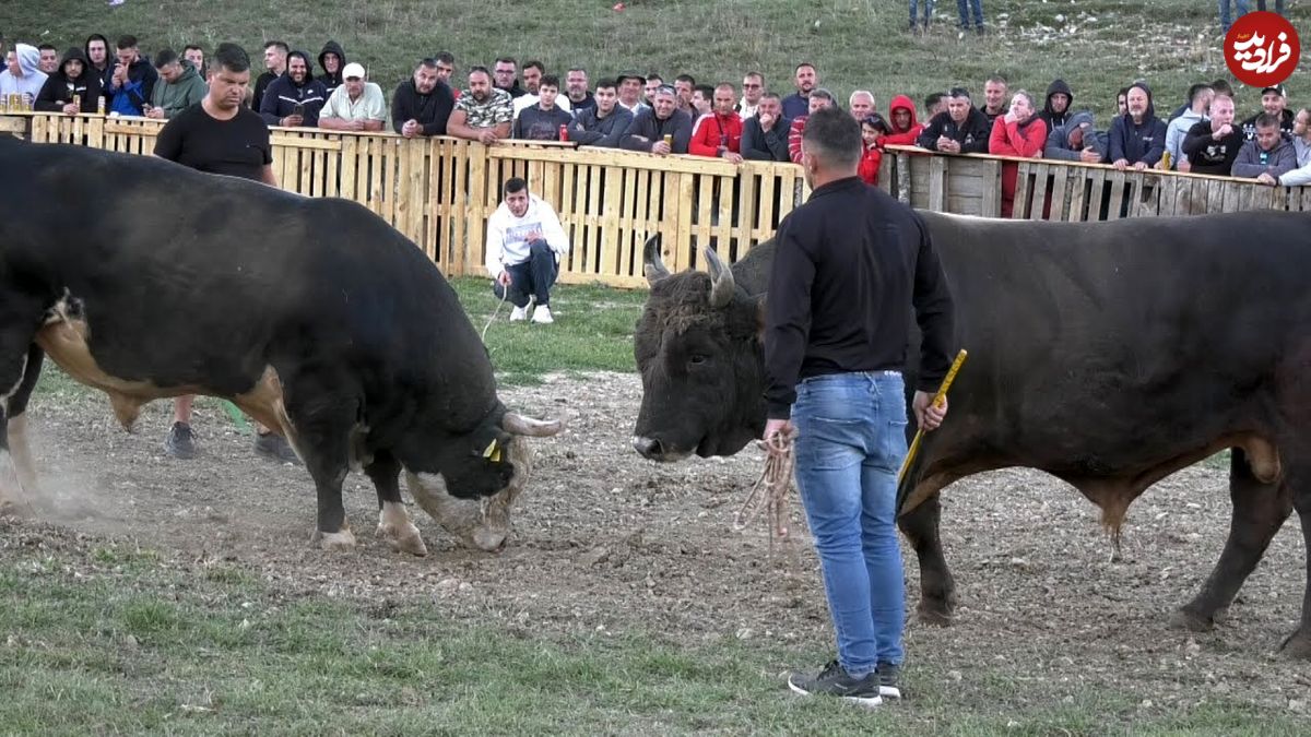 (ویدئو) فینال لیگ مبارزه گاوها در اسپانیا؛ این گاو خشمگین و غول پیکر اول شد!