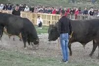 (ویدئو) فینال لیگ مبارزه گاوها در اسپانیا؛ این گاو خشمگین و غول پیکر اول شد!