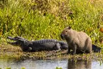 چرا تمساح‌ها «کاپی‌باراها» را نمی‌خورند؟ 