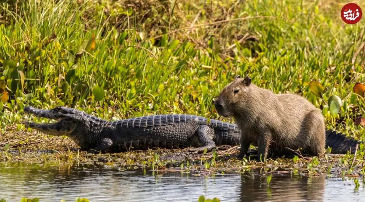 چرا تمساح‌ها «کاپی‌باراها» را نمی‌خورند؟ 