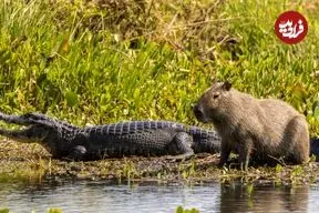 چرا تمساح‌ها «کاپی‌باراها» را نمی‌خورند؟ 