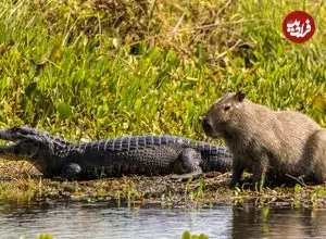 چرا تمساح‌ها «کاپی‌باراها» را نمی‌خورند؟ 