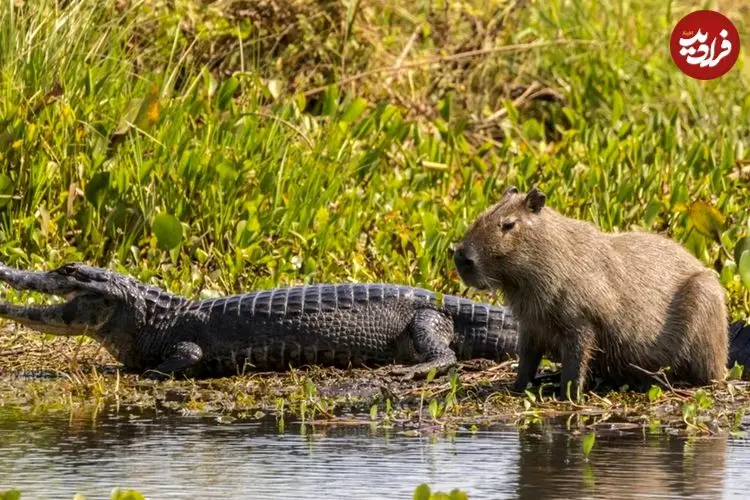 چرا تمساح‌ها «کاپی‌باراها» را نمی‌خورند؟ 