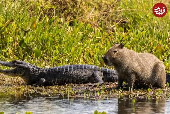 چرا تمساح‌ها «کاپی‌باراها» را نمی‌خورند؟ 