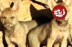 ببینید| تولد ۸ توله گرگ در دل طبیعت ایران